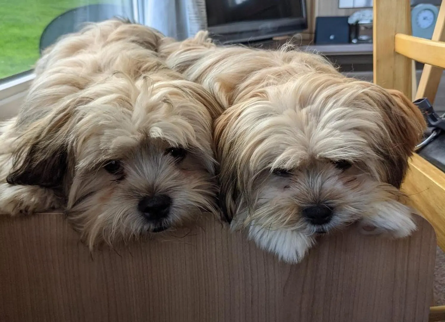 弗兰伯勒Pet Friendly Sea View Static At Thornwick Bay别墅 度假居